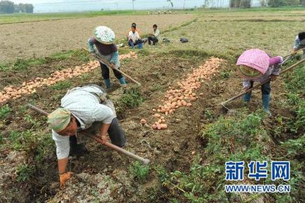 撫平創傷笑對未來 盈江震區受災群眾積極開展生產自救