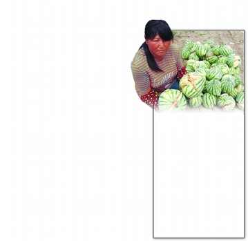 農戶西瓜變爆炸瓜5天炸6000多斤 因使用膨脹劑