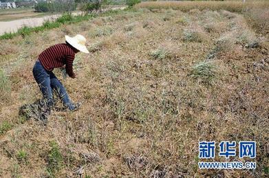 調(diào)查:千湖之省遭遇大旱之痛(組圖)