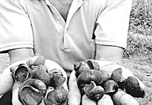 我外來入侵物種400多種 年經濟損失1200億