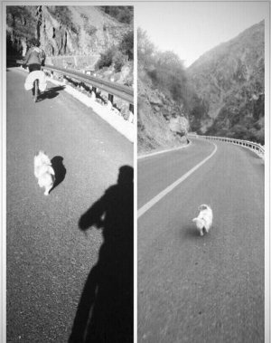 流浪狗跟隨驢友奔跑千余公里征服青藏高原感動(dòng)網(wǎng)友