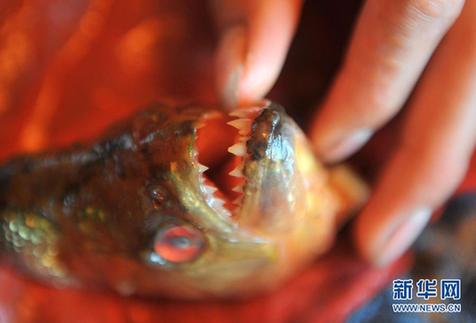 高清大圖:不只是食人魚 警惕“外來物種入侵”