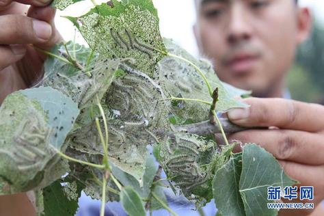 高清大圖：不只是食人魚 警惕“外來物種入侵”