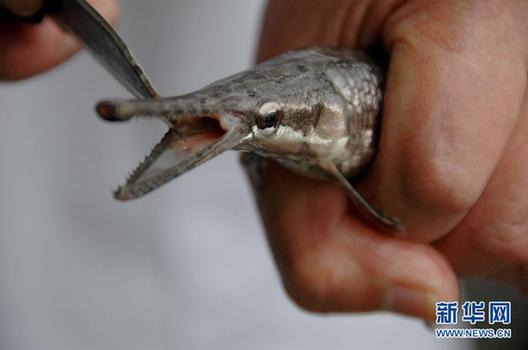 高清大圖：不只是食人魚 警惕“外來(lái)物種入侵”