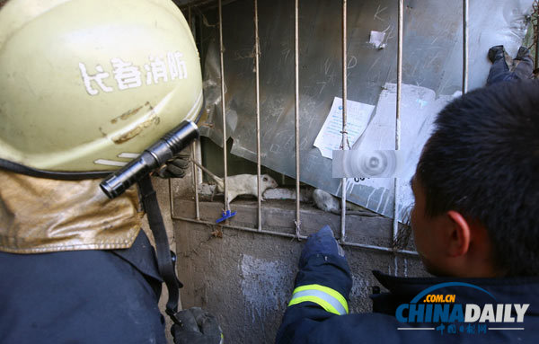 長春一居民家現(xiàn)18只老鼠 消防員徒手捕鼠1小時