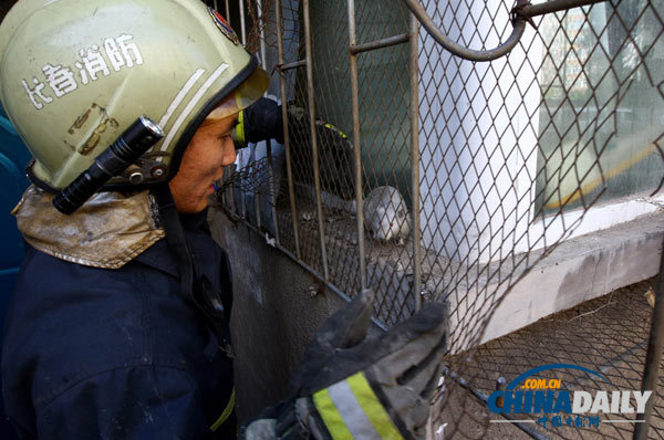 長(zhǎng)春一居民家現(xiàn)18只老鼠 消防員徒手捕鼠1小時(shí)