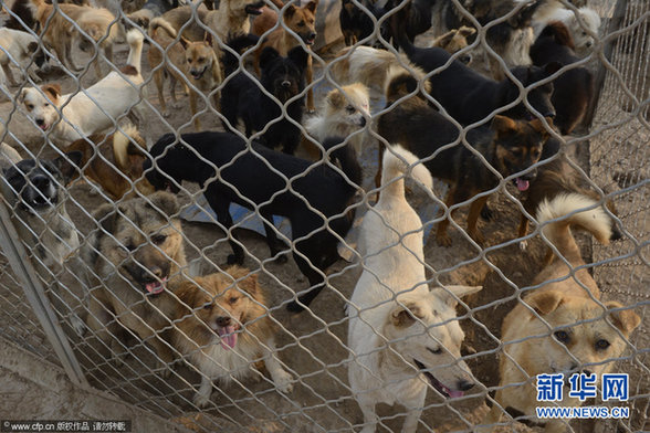 1500余只狗饑餓等死 驚現狗吃狗現象