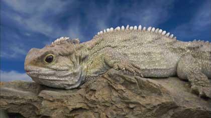 《生命的力量》：進化，地球的生命力量