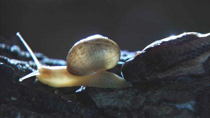 《生命的力量》：進化，地球的生命力量