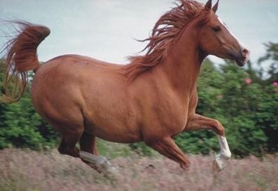 身價是大熊貓的20倍 盤點世界最貴那些動物/圖