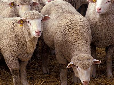 身價(jià)是大熊貓的20倍 盤點(diǎn)世界最貴那些動(dòng)物/圖