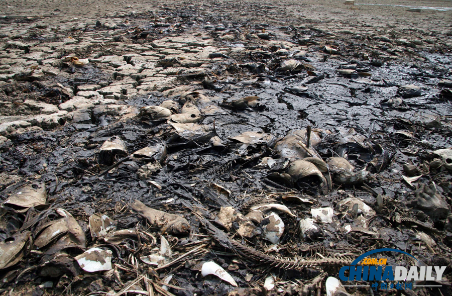 村支書放干自家承包水庫救活鄉親禾苗 3萬斤魚無水曬成魚干