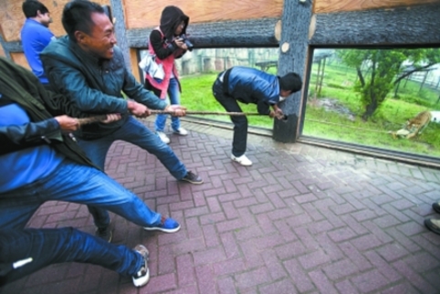 長(zhǎng)沙動(dòng)物園“人虎拔河”引爭(zhēng)議 回應(yīng)稱為增強(qiáng)老虎野性