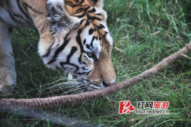 長沙動物園“人虎拔河”引爭議 回應稱為增強老虎野性