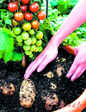 英公司開發(fā)出同時結(jié)出西紅柿和土豆的植物(圖)