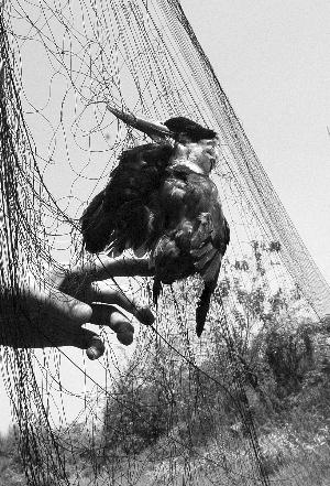 南昌新動物園現天網捕鳥 不少獵物上餐桌（圖）