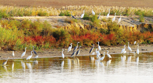 西北風“吹”來大批候鳥(圖)