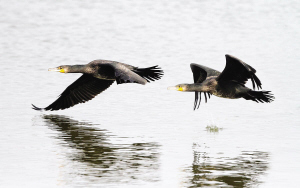 西北風“吹”來大批候鳥(圖)