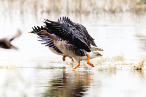西北風“吹”來大批候鳥(圖)