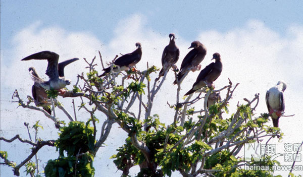 珍貴！1991年西沙科考海量歷史照