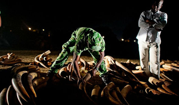 剛果爆發(fā)大規(guī)模屠宰大象潮 圖揭大象墳場