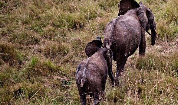 剛果爆發(fā)大規(guī)模屠宰大象潮 圖揭大象墳場