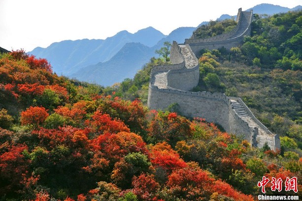 北京八達嶺紅葉進入觀賞佳期