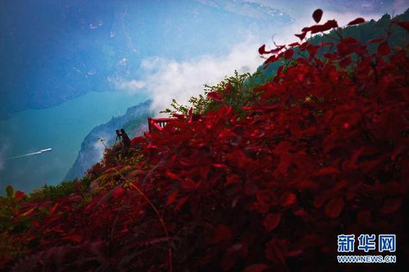 又到三峽紅葉時(shí)