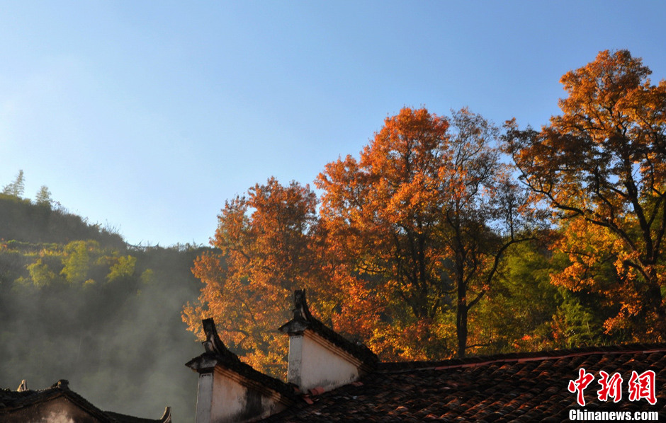“最美鄉(xiāng)村”江西婺源紅楓引游客紛至沓來