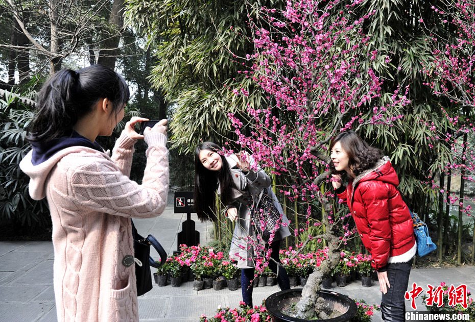 立春時節民眾著唐裝在甫草堂賞梅花