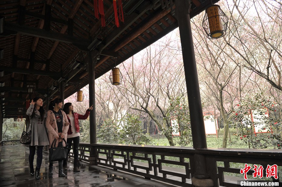 立春時節民眾著唐裝在甫草堂賞梅花