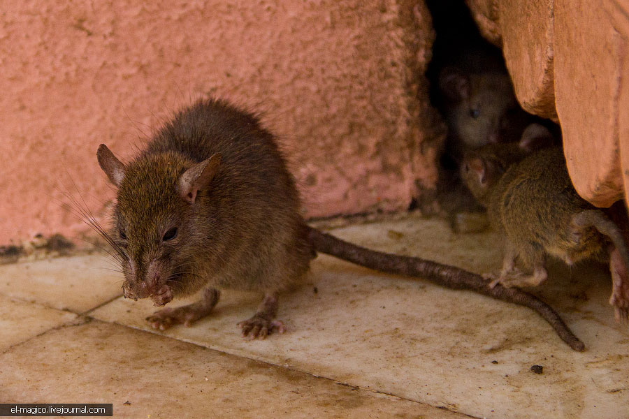 駭人！世界奇怪廟宇之印度“老鼠廟”