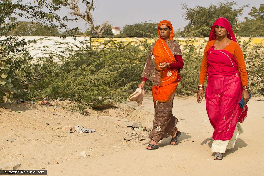 駭人！世界奇怪廟宇之印度“老鼠廟”