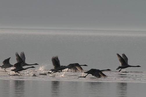 優雅淡然的精靈：賽里木湖天鵝