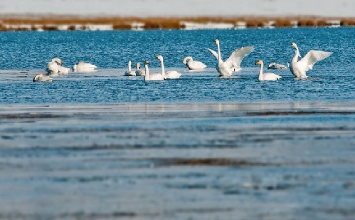 優(yōu)雅淡然的精靈：賽里木湖天鵝