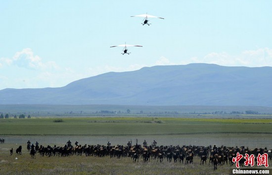 新疆昭蘇喀爾坎特大草原上演“萬馬奔騰”（圖）