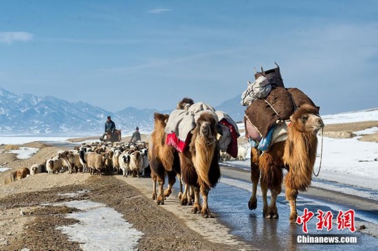 新疆伊犁40萬牛羊春季大遷徙（圖）