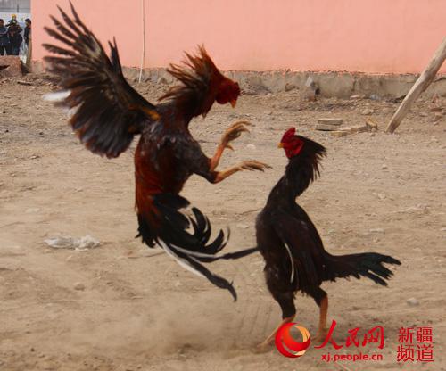 新疆和碩縣慶祝諾茹孜節(jié) 上演斗狗斗雞精彩民間活動(圖)
