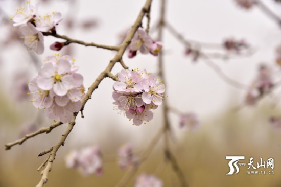 新疆若羌縣：春天來了 杏花開了（組圖）