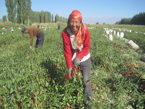 南疆3000余名柯、維、回族季節(jié)工22團(tuán)秋收田里“淘金”