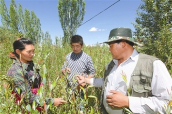 札達(dá)縣多渠道幫扶貧困群眾脫貧