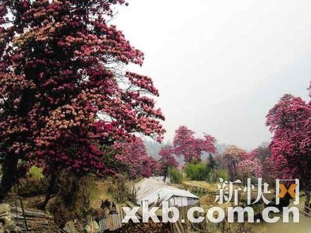 2011上班族年假大計劃　讓旅行再幸福一點