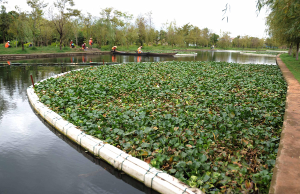 昆明陸續打撈滇池圈養水葫蘆