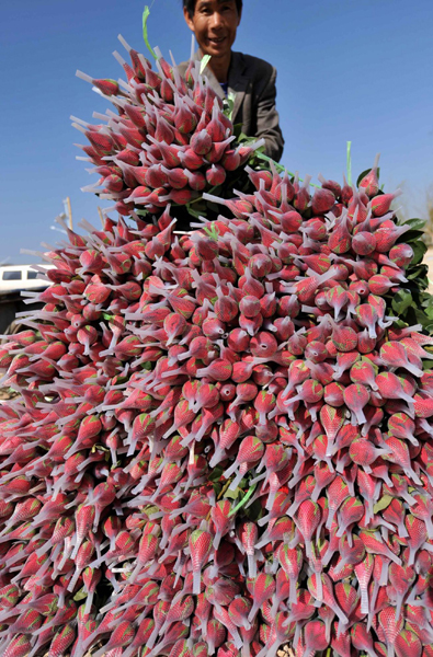 云南花香飄四海 情人節里玫瑰多