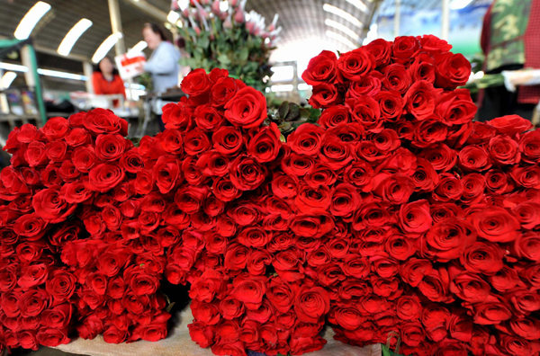 云南花香飄四海 情人節里玫瑰多
