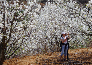 云南個(gè)舊加級(jí)寨梨花溝：千樹(shù)萬(wàn)樹(shù)梨花開(kāi)