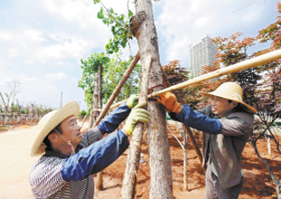 記者探訪昆明“植物醫(yī)院” 受凍樹(shù)木需約3至5年“療養(yǎng)”