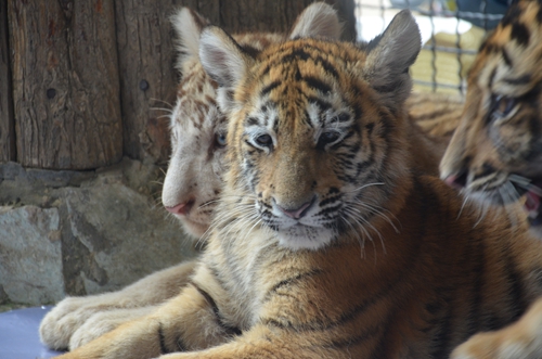 老虎王國“愛心志愿者”報名火爆 野生動物園再增3個名額