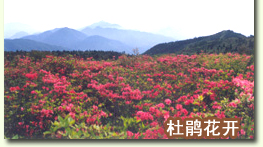 清涼峰國家級自然保護區：林海 花海 石海 云海