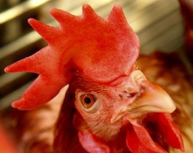 A chicken looks out from a cage at a chicken market in Beijing October 22, 2005.